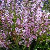 Pink Meadow Clary Sage